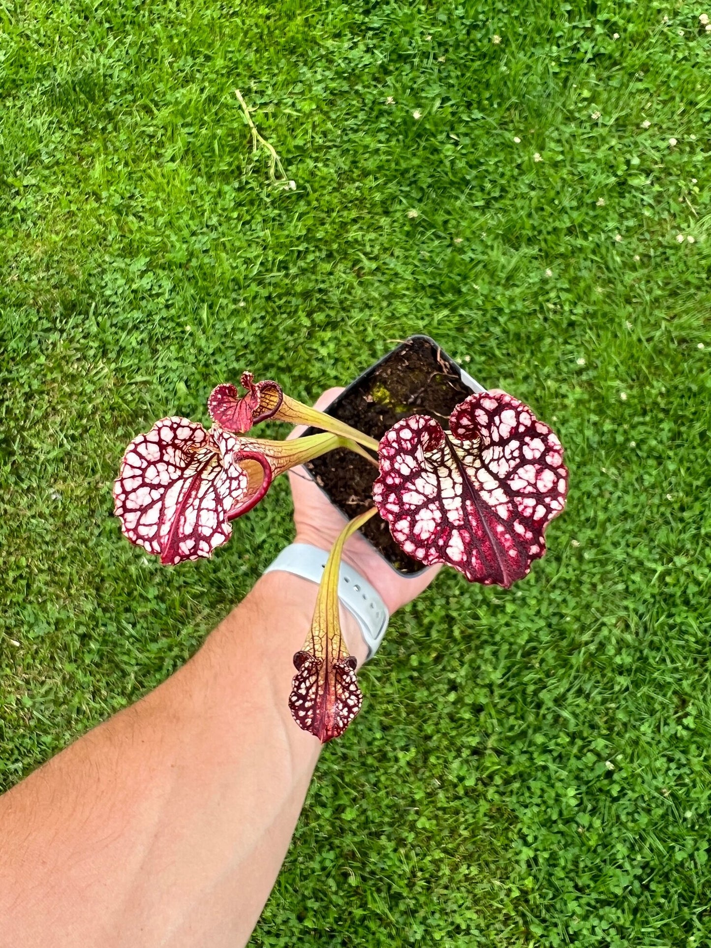 Sarracenia “Hawaiian Ice” x ‘Adrian Slack’