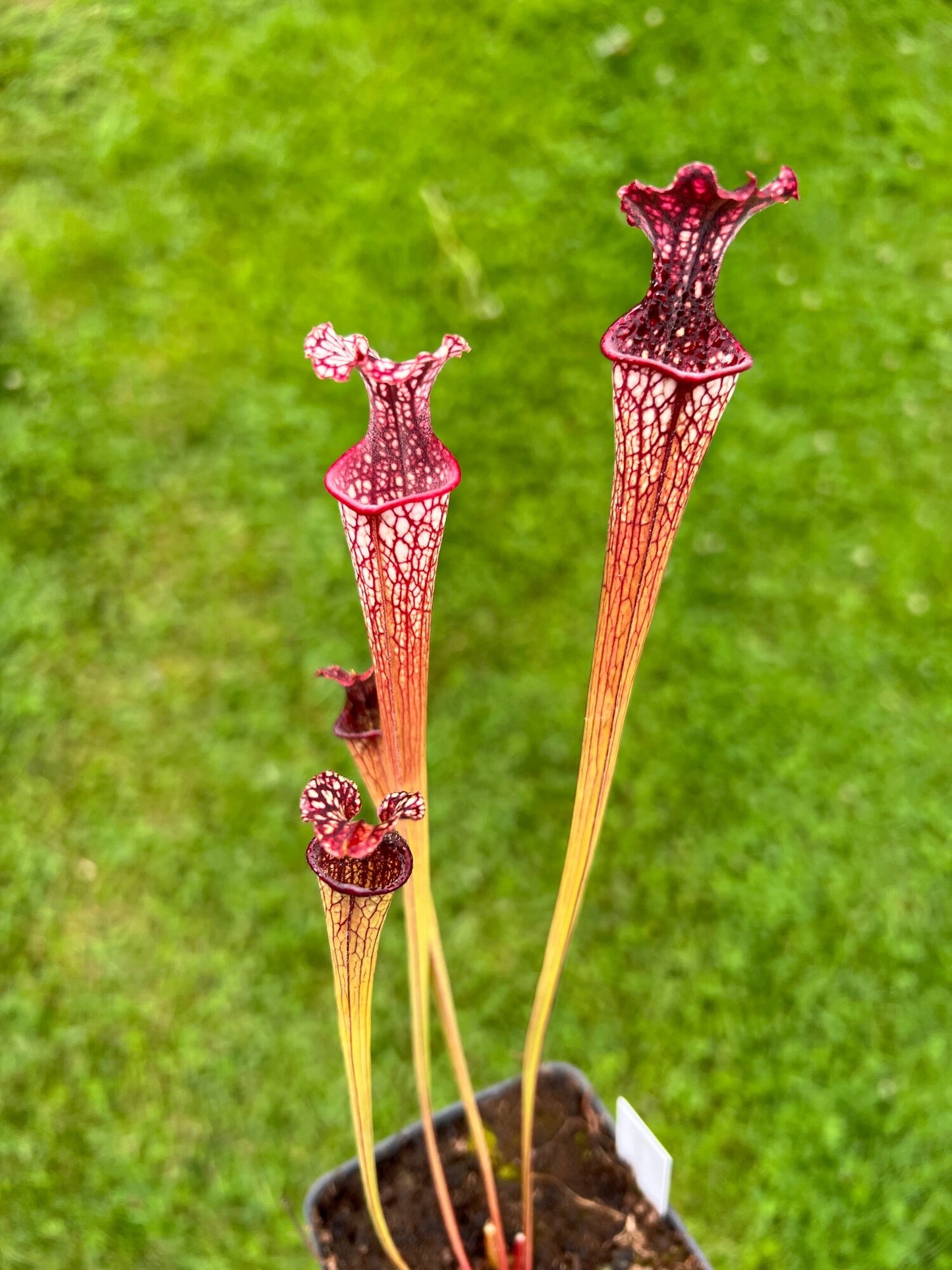 Sarracenia “Hawaiian Ice” x ‘Adrian Slack’