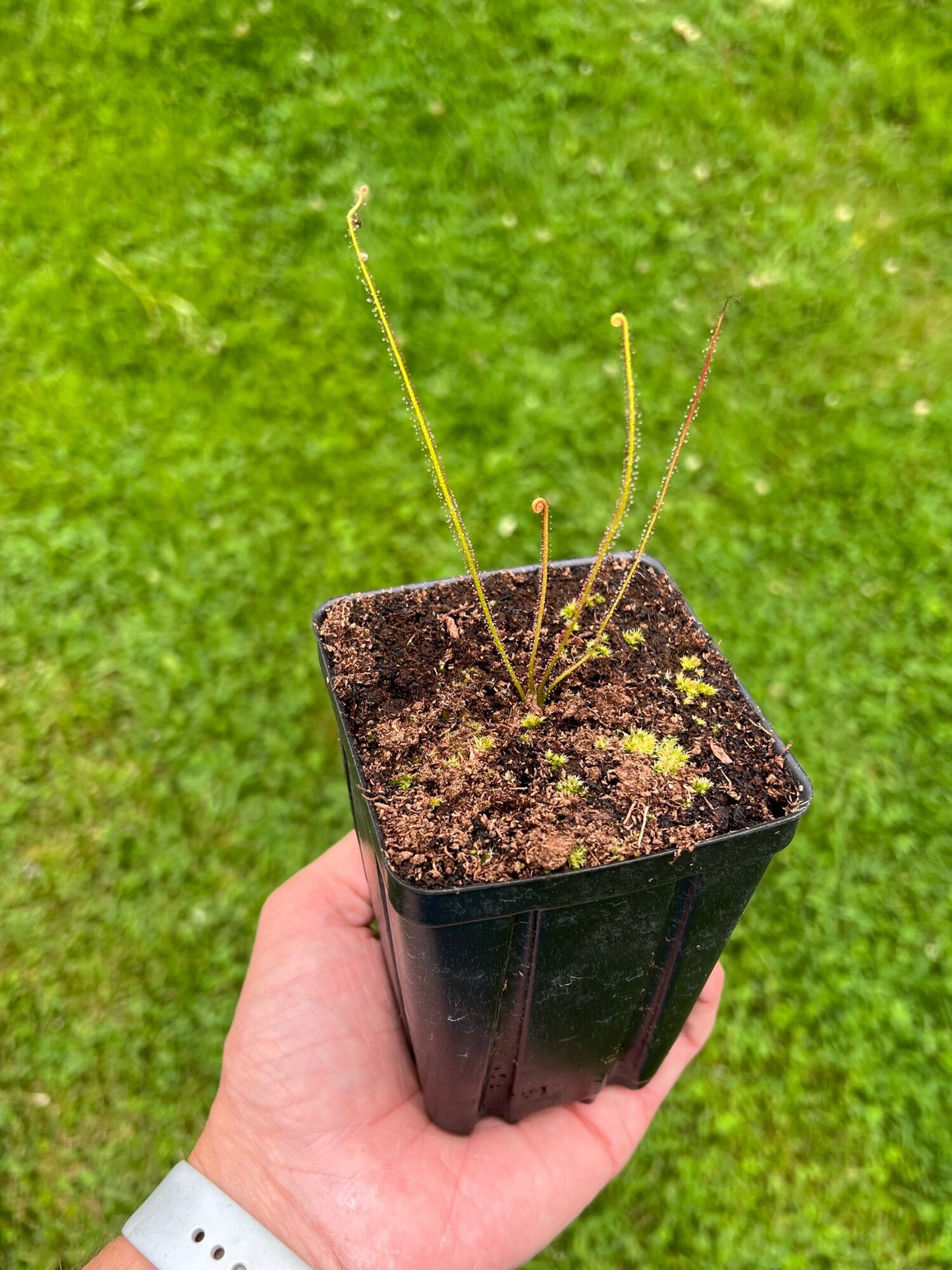 Drosera filiformis var. floridiana - Seed Grown, Potted