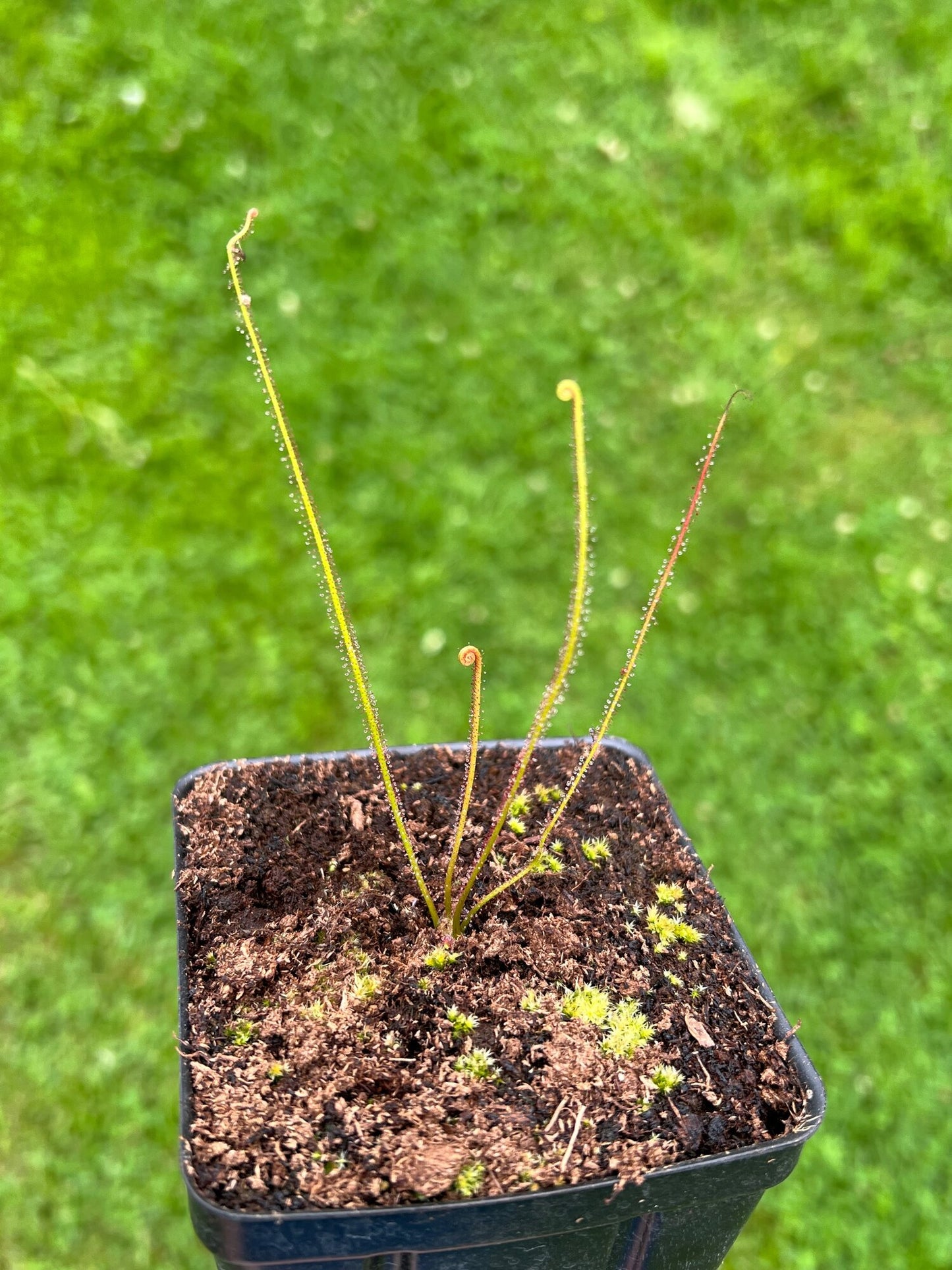 Drosera filiformis var. floridiana - Seed Grown, Potted