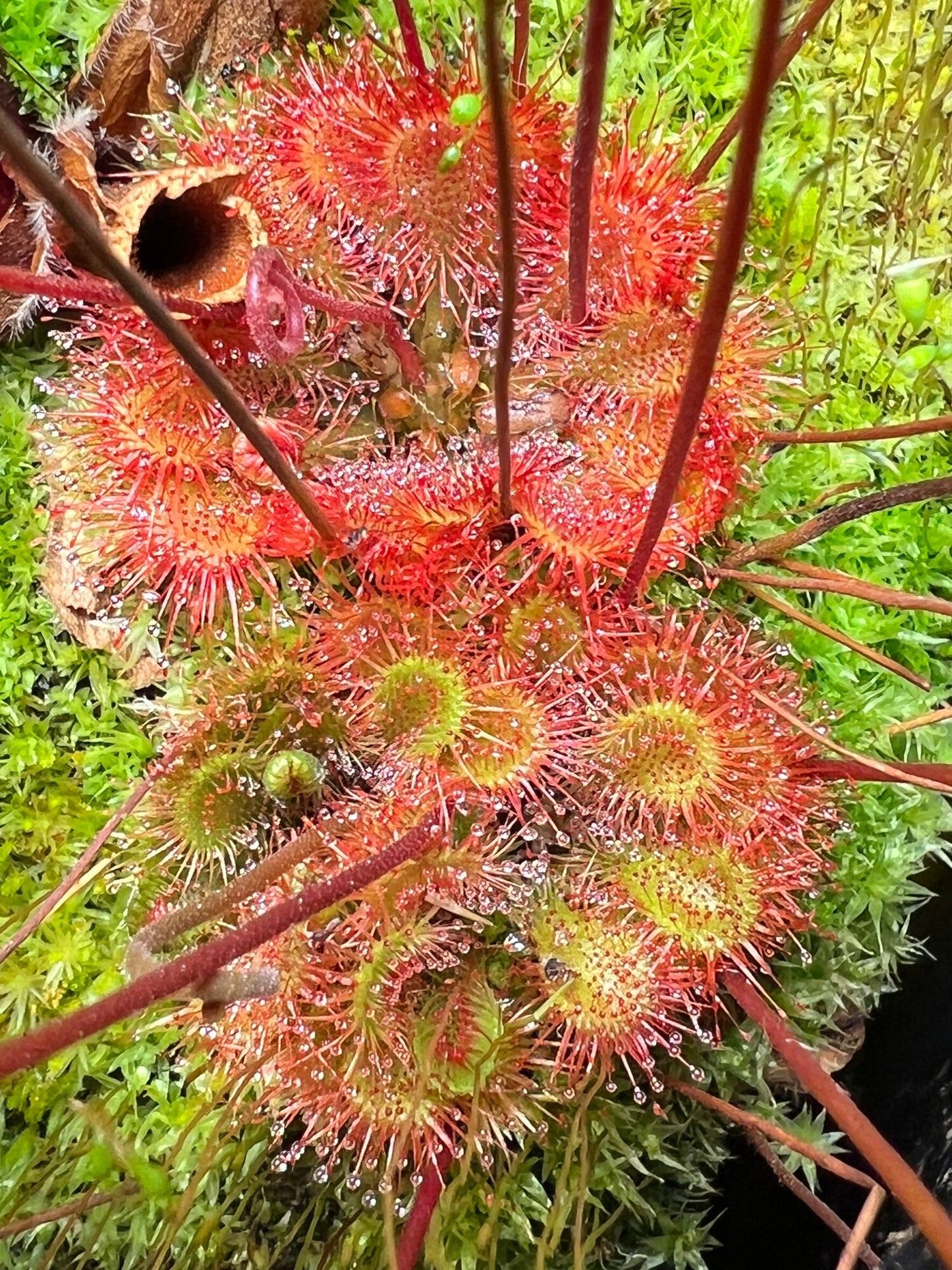 Drosera - Roundleaf Sundew, Single, Bare Root