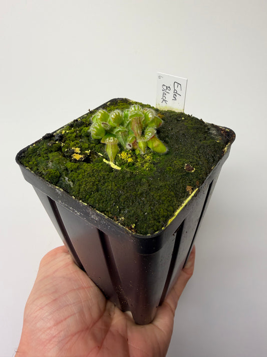 Cephalotus follicularis ‘Eden Black’ #6 - *Rare*