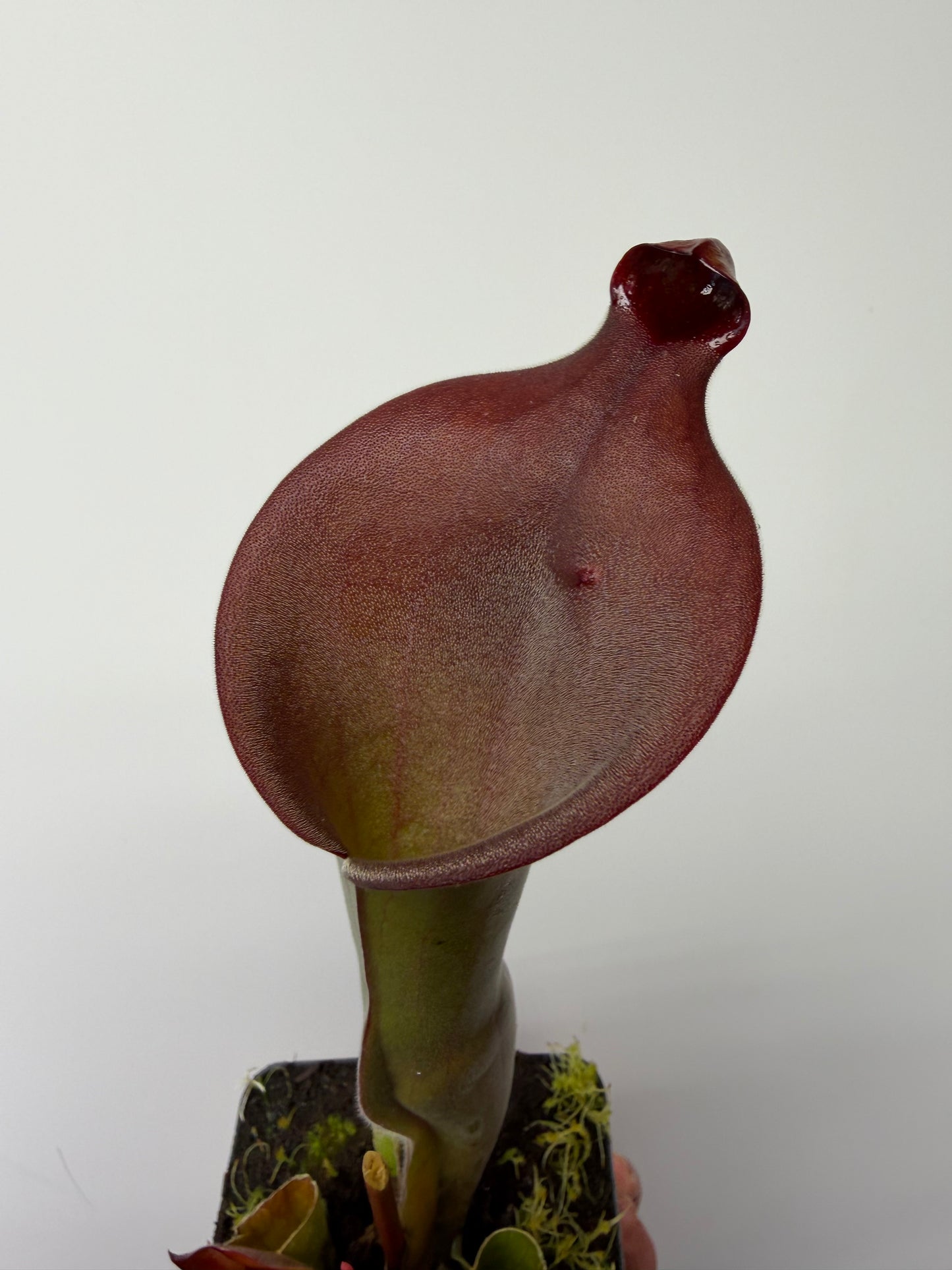 Heliamphora Nutans Giant x (tatei x folliculata) LC1