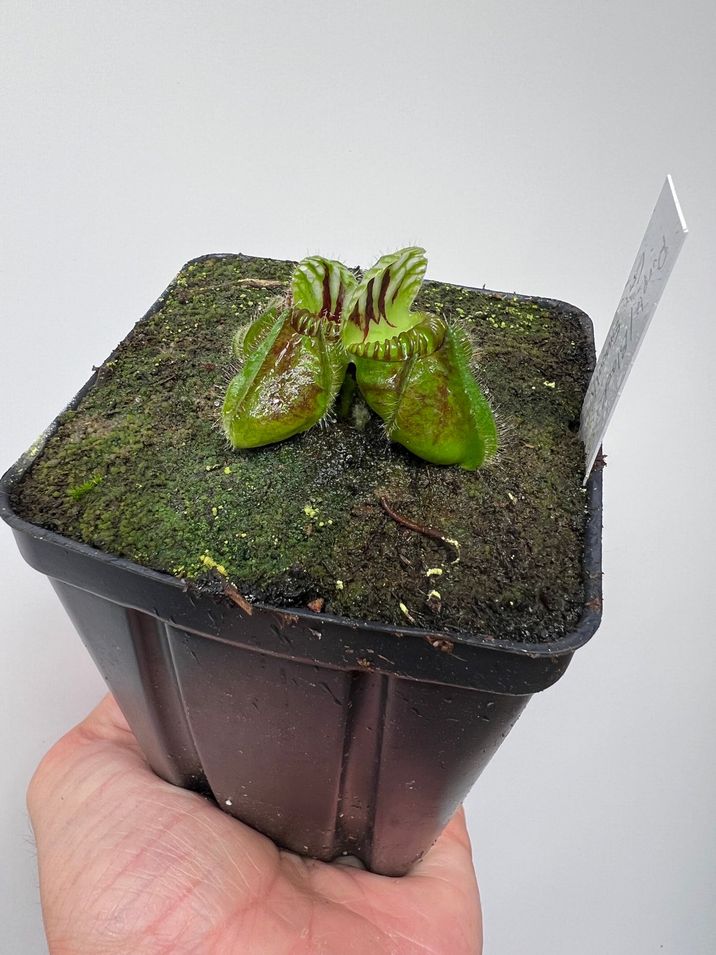 Cephalotus follicularis “Purple/Black” - Eric Smooth