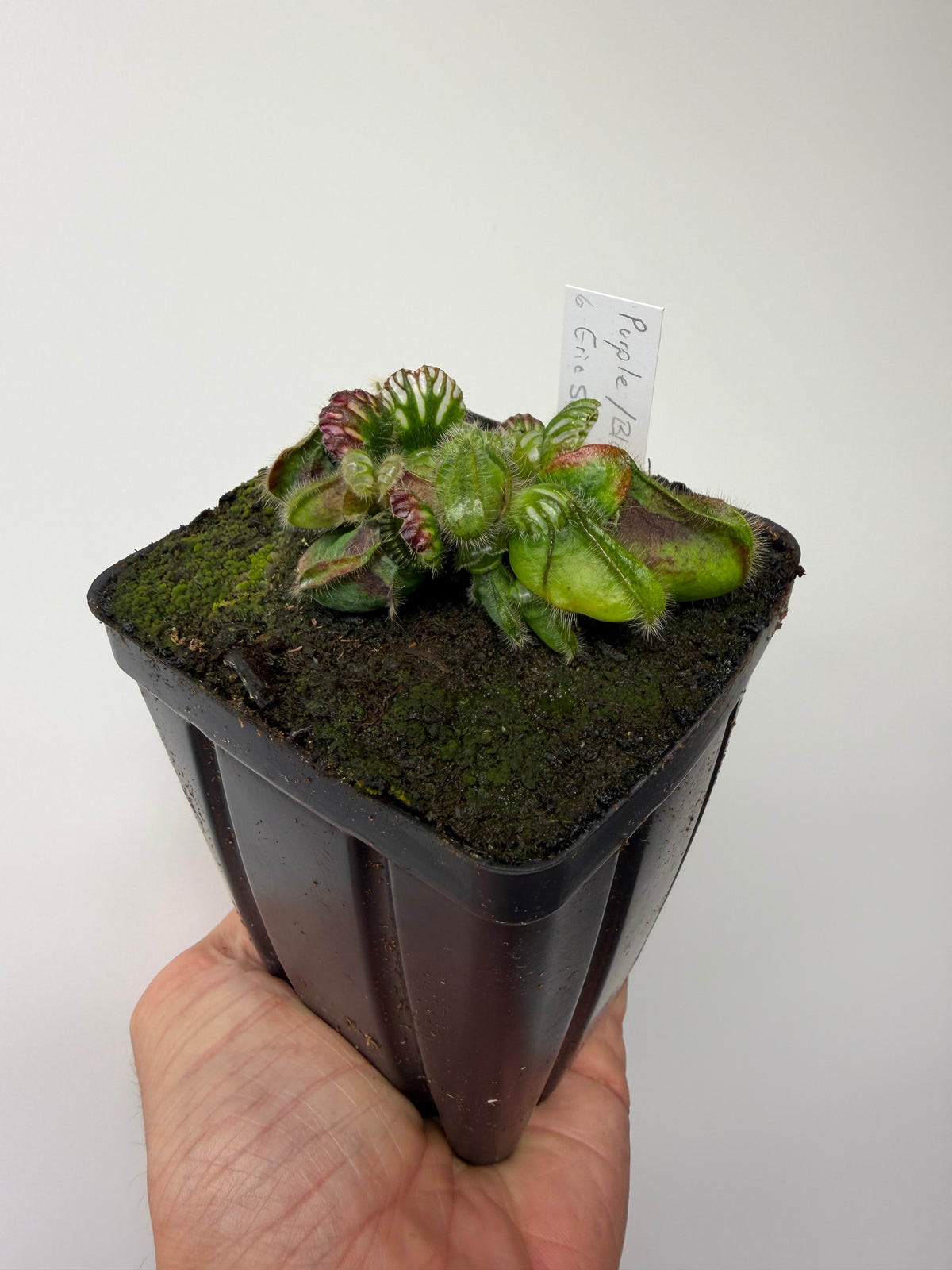 Cephalotus follicularis “Purple/Black” - Eric Smooth #6