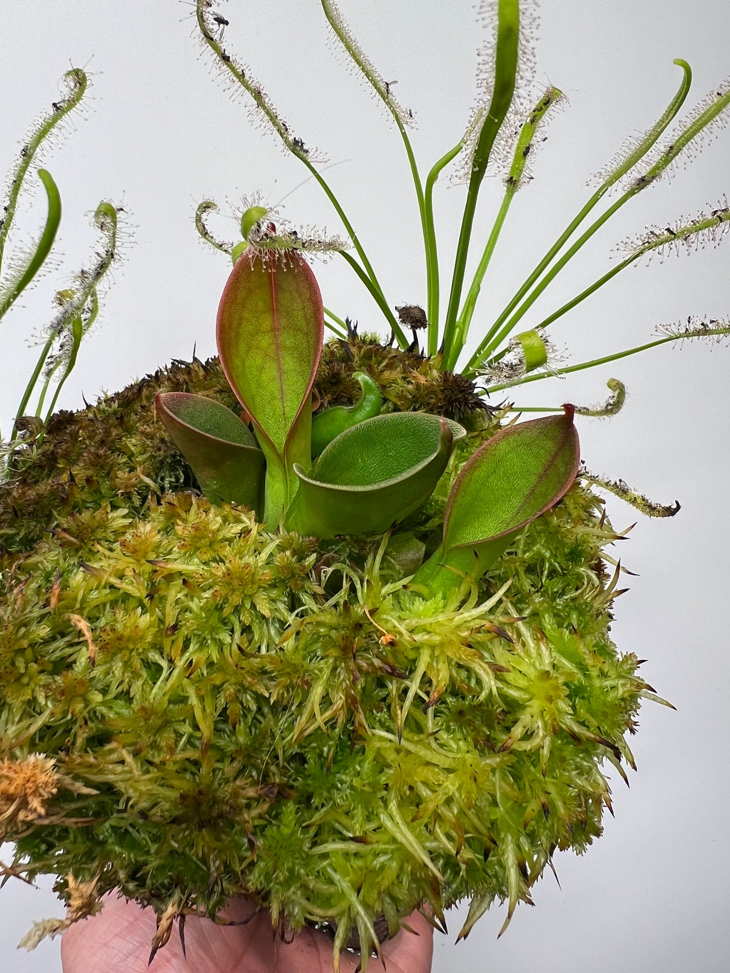 Heliamphora hispida (Cerro Neblina)