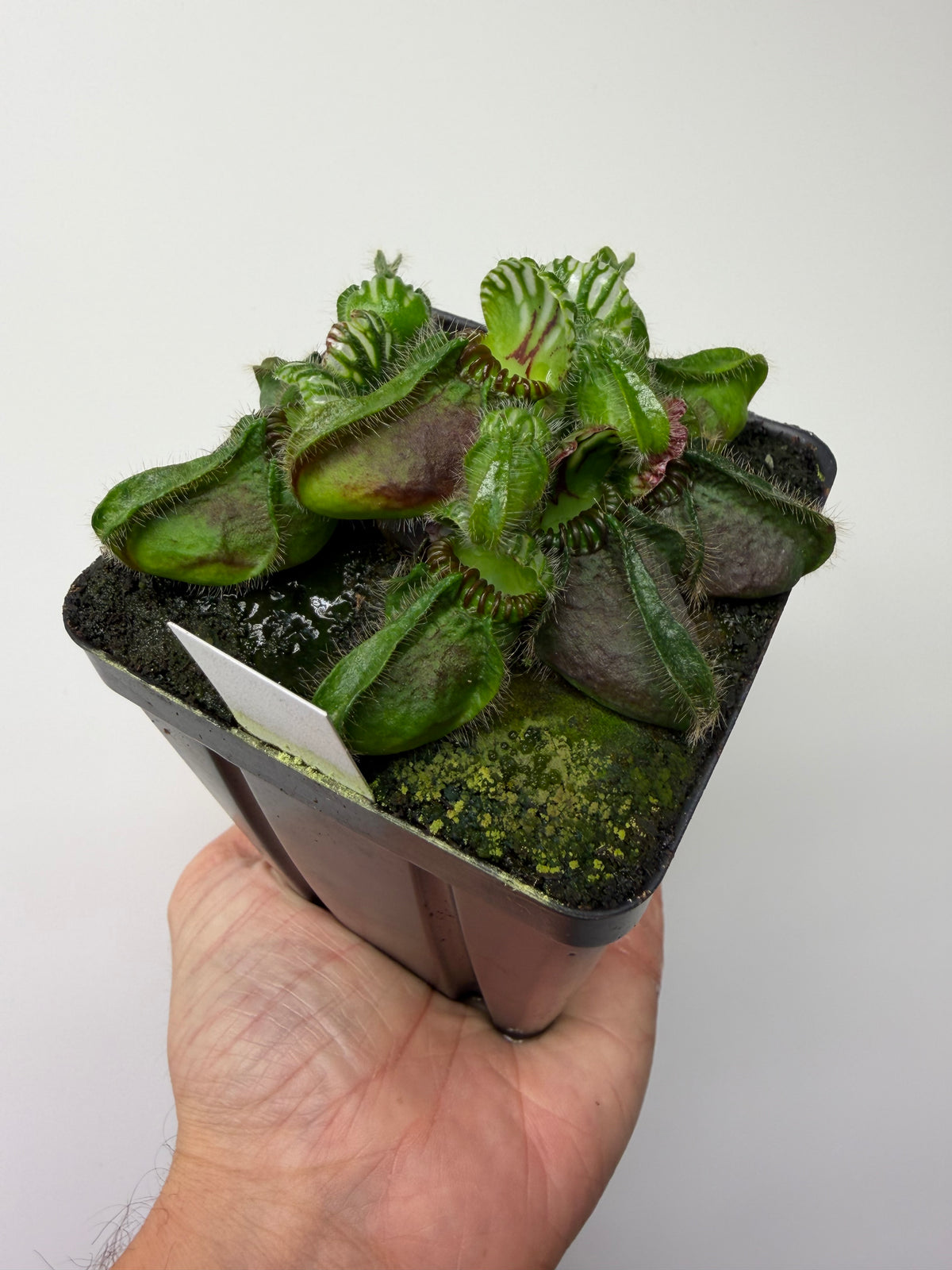 Cephalotus follicularis “Hampshire Red” #2