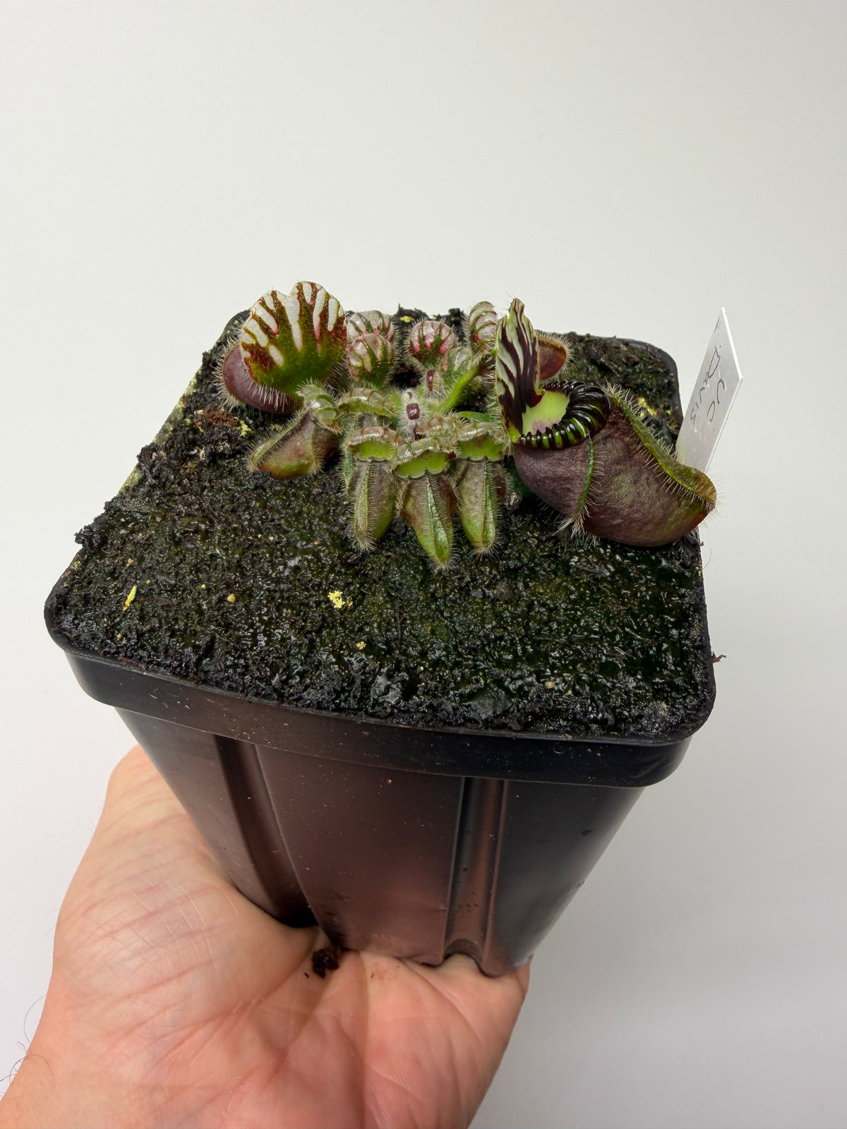 Cephalotus follicularis “UC Davis” #1