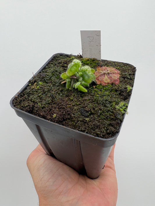 Cephalotus follicularis “Phil Mann” x “Hummers Giant”