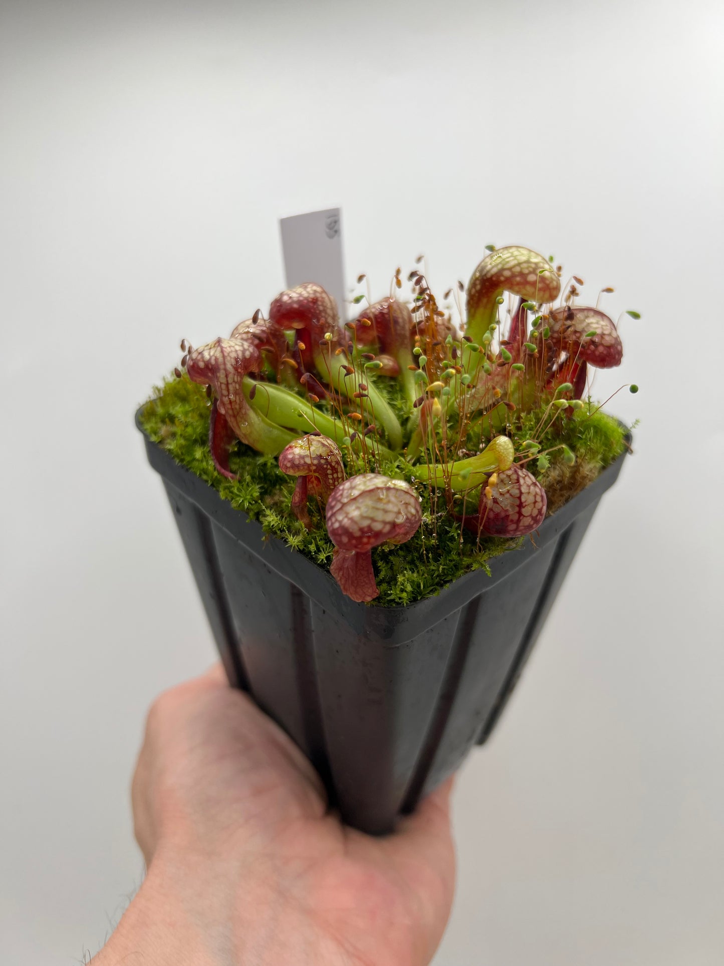 Darlingtonia californica (Cobra Pitcher Plant) - Seed Grown #155