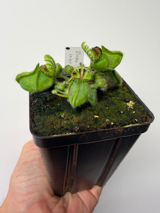 Cephalotus follicularis “Broke Inlet” #8