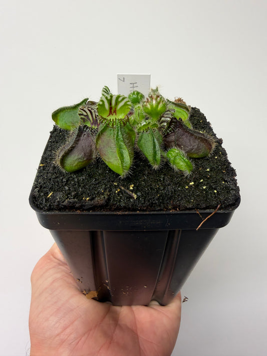 Cephalotus follicularis “Hampshire Red” #7