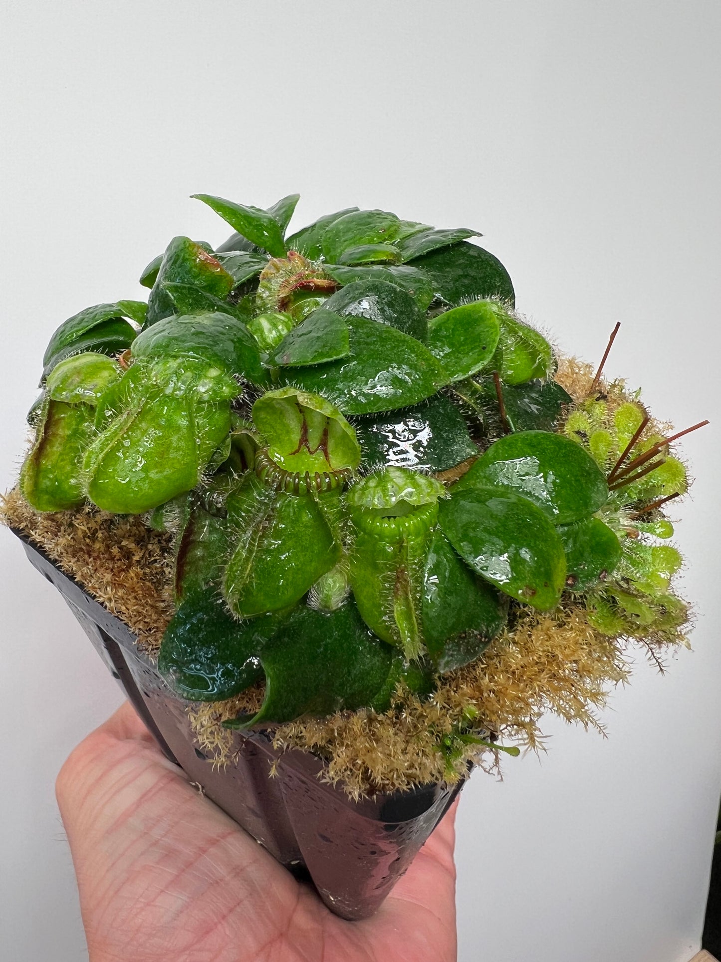 Cephalotus follicularis - Typical #25