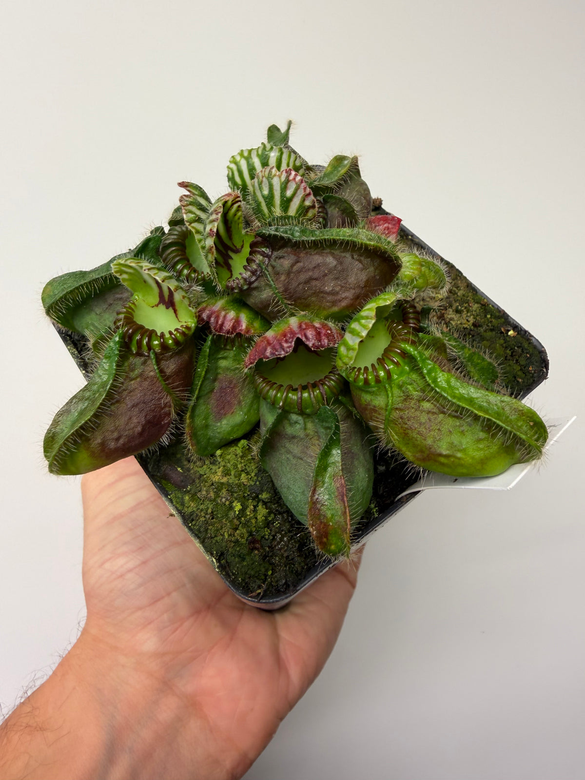 Cephalotus follicularis “Hampshire Red” #1