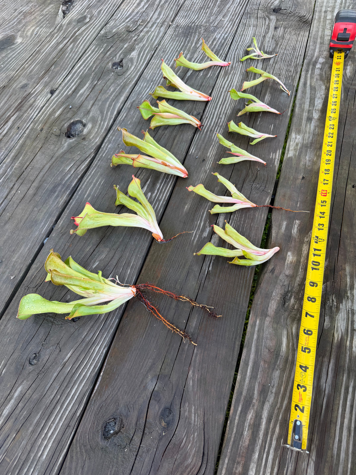 Heliamphora (tatei x folliculata) x macdonaldae #9 52624 SGLC - Fresh Divisions