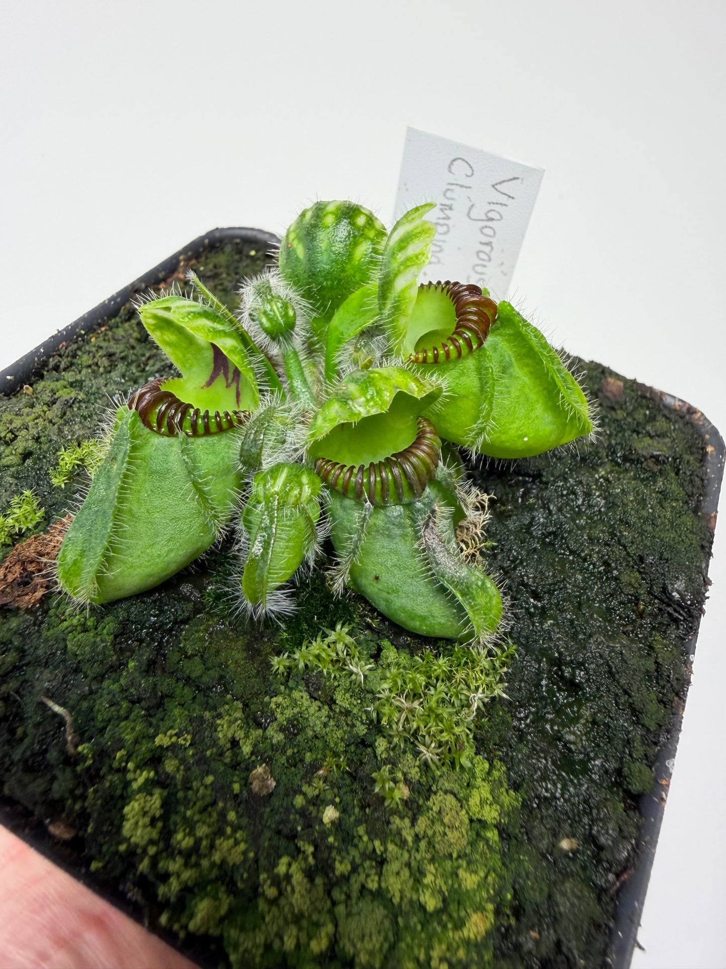 Cephalotus follicularis “Vigorous Clumping” - Stephen Morley