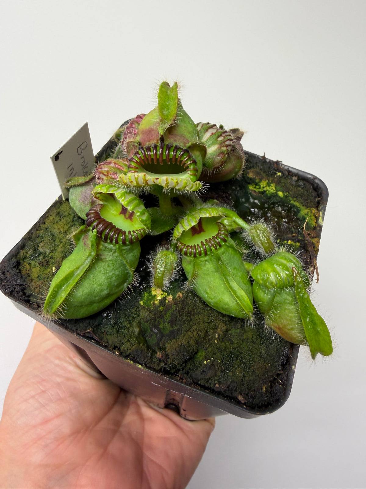 Cephalotus follicularis “Broke Inlet” #6