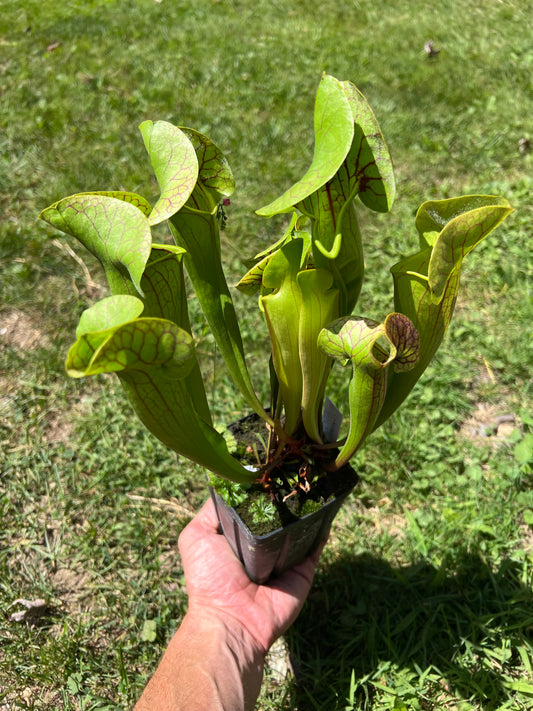 Sarracenia x catesbaei (relic site, Montgomery Co, NC)