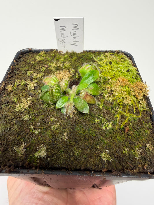 Cephalotus follicularis “Mighty Midget” - *Rare* (6)