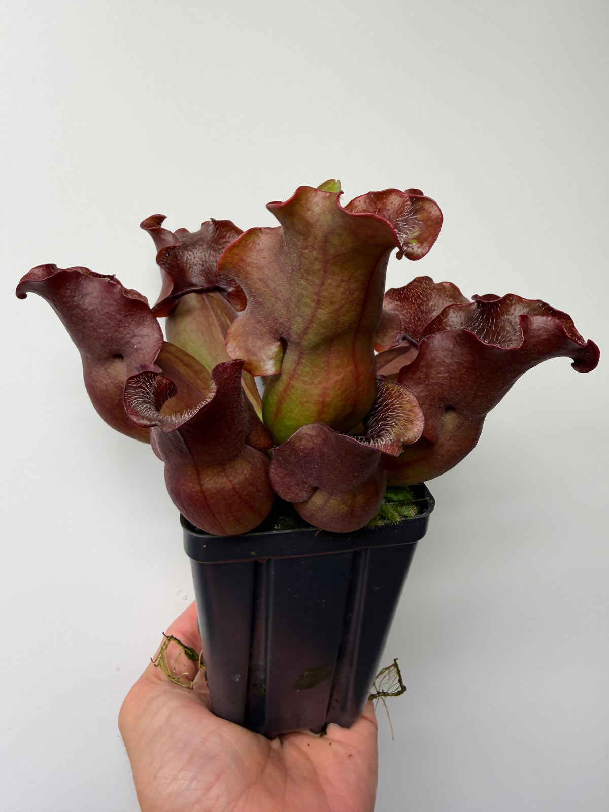Sarracenia purpurea ssp. venosa (Brunswick Co, NC x Carteret Co, NC)  - Seed Grown #5