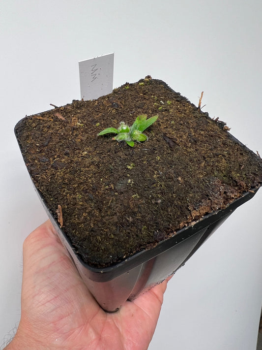 Cephalotus follicularis “Mighty Midget” - *Rare*