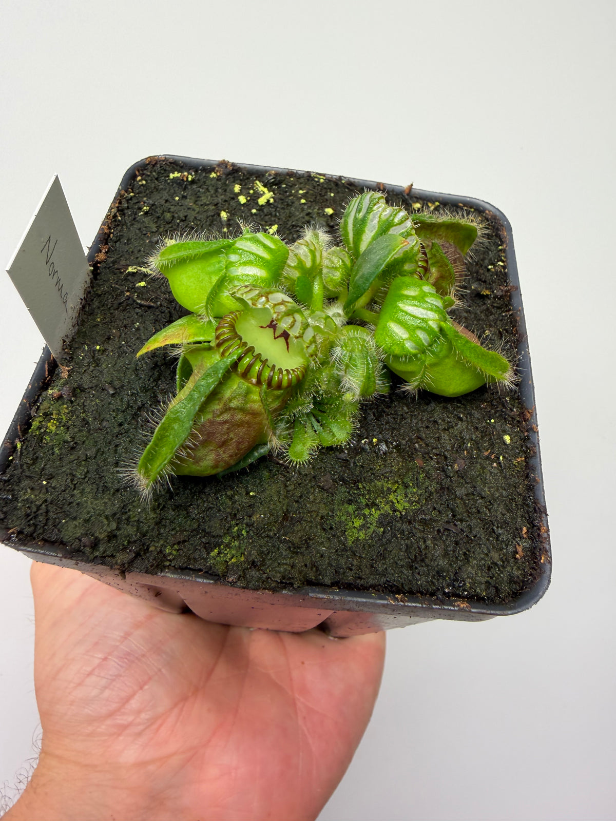 Cephalotus follicularis “Norma”
