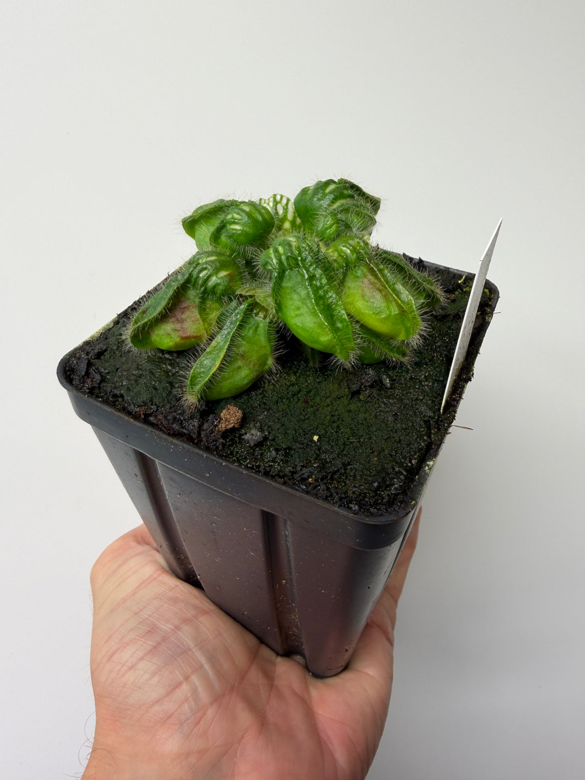 Cephalotus follicularis “Brewers Beauty” x “Brewers” #2