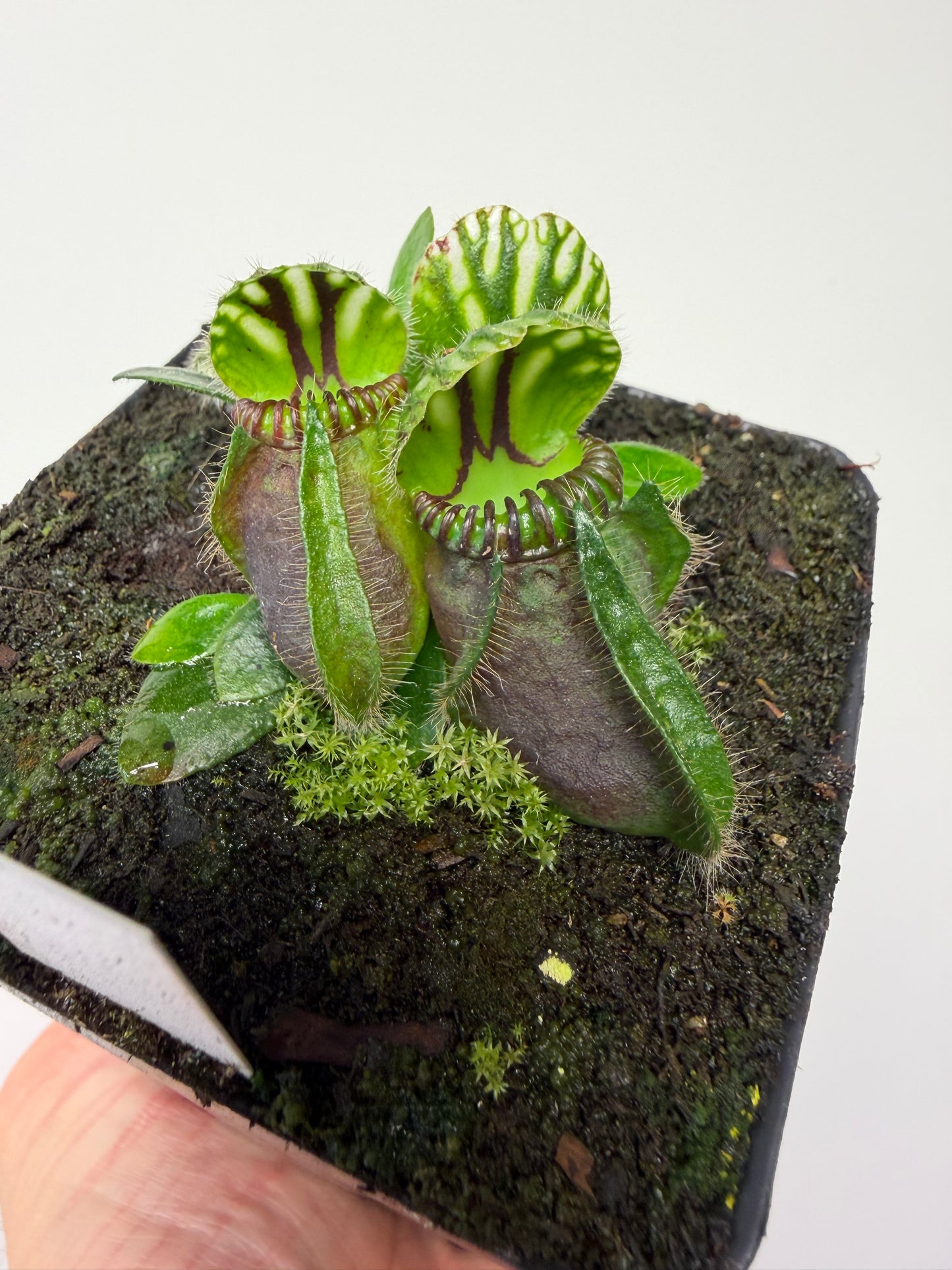 Cephalotus follicularis “Hampshire Red”