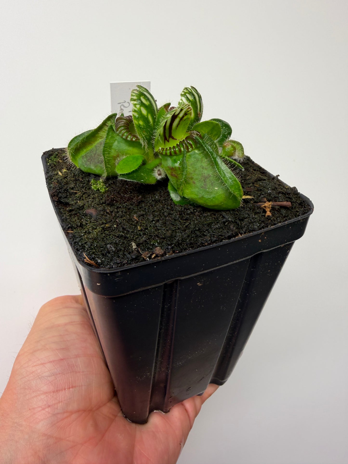Cephalotus follicularis “Hampshire Red”