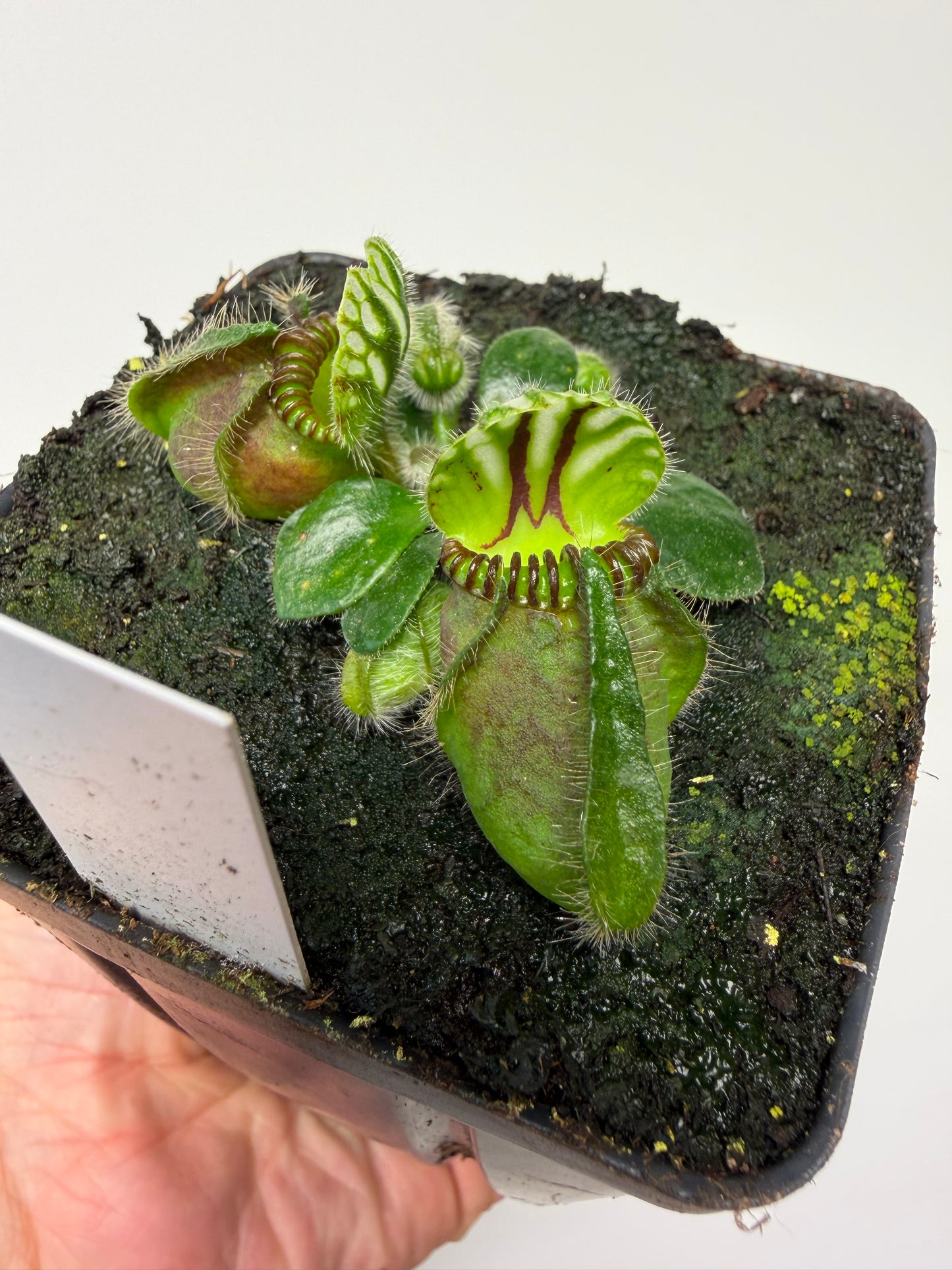 Cephalotus follicularis “Dr. Eberhard König”