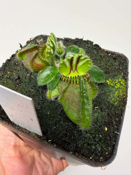 Cephalotus follicularis “Dr. Eberhard König”