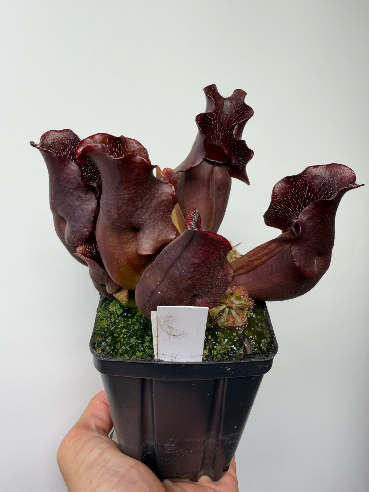 Sarracenia purpurea ssp. venosa (Brunswick Co, NC x Carteret Co, NC)  - Seed Grown #8