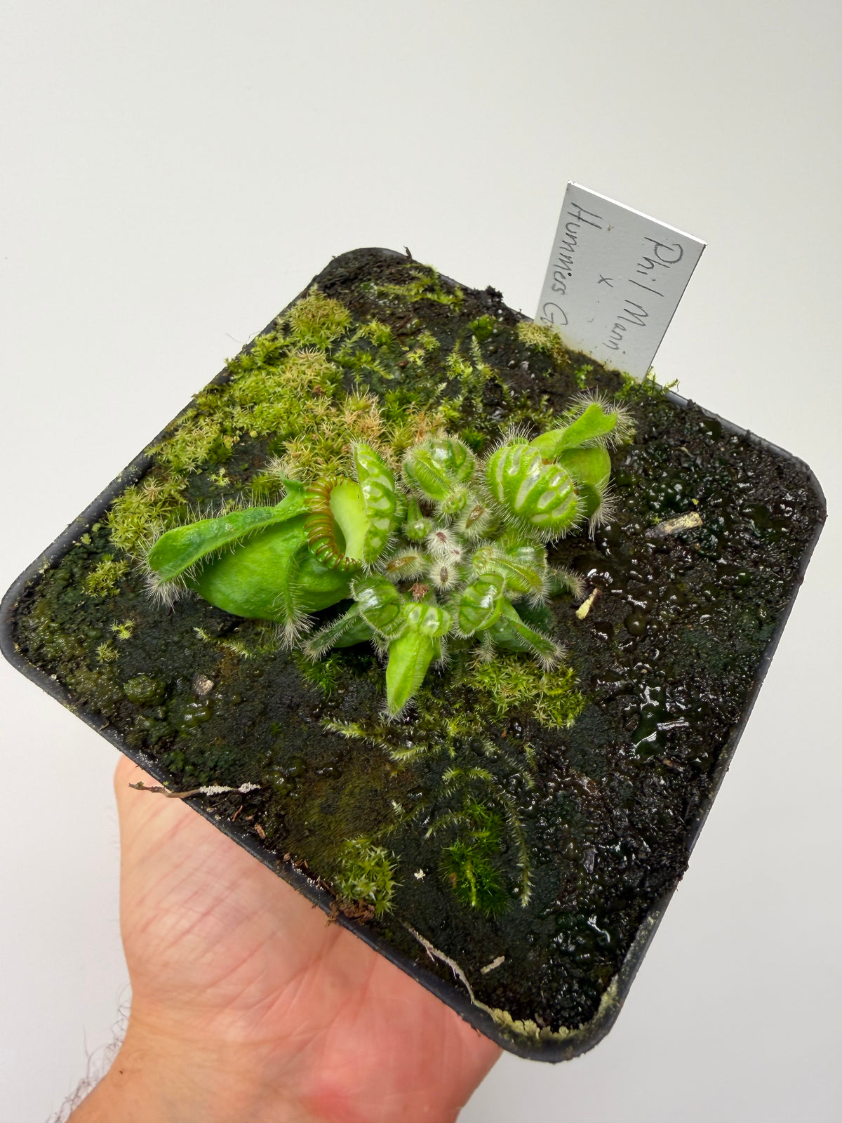 Cephalotus follicularis “Phil Mann” x “Hummers Giant”