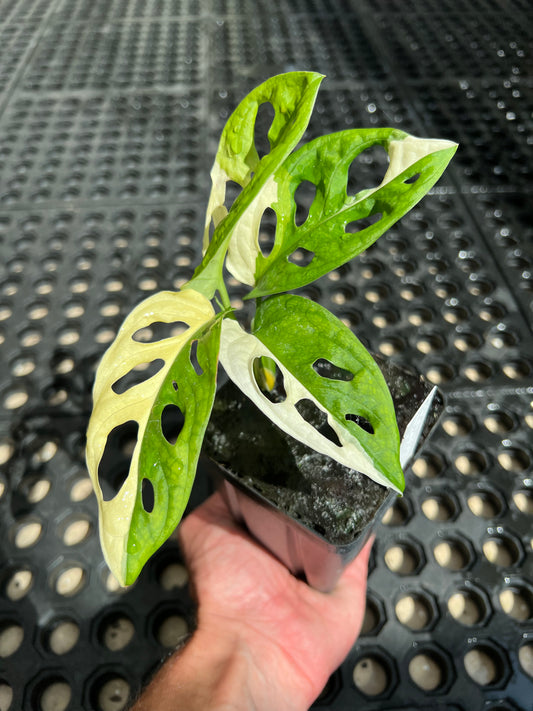 Monstera adansonii “Tricolor” LC