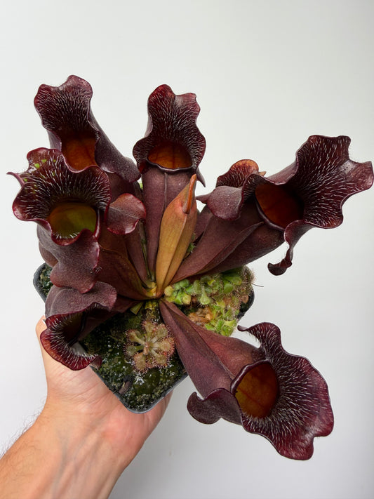 Sarracenia purpurea ssp. venosa (Brunswick Co, NC x Carteret Co, NC)  - Seed Grown #8
