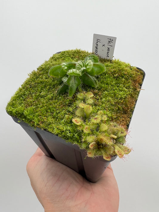 Cephalotus follicularis “Phil Mann” x “Hummers Giant”