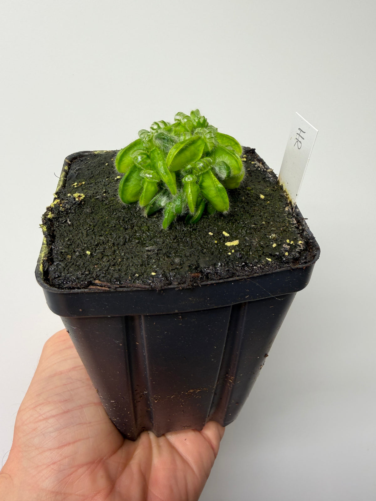 Cephalotus follicularis “Hampshire Red” #11
