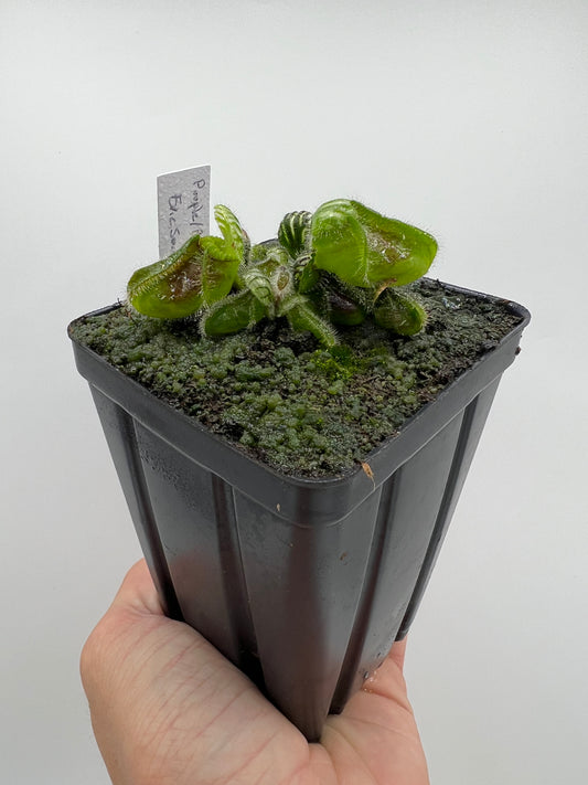 Cephalotus follicularis “Purple/Black” - Eric Smooth