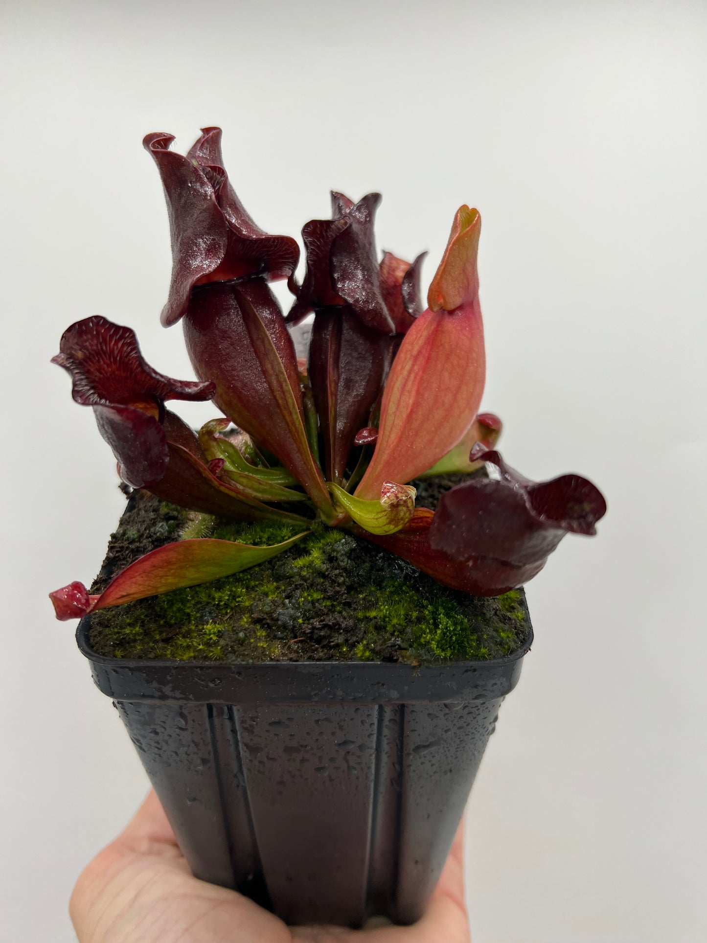 Sarracenia purpurea ssp. venosa (Brunswick Co, NC x Carteret Co, NC)  - Seed Grown #2