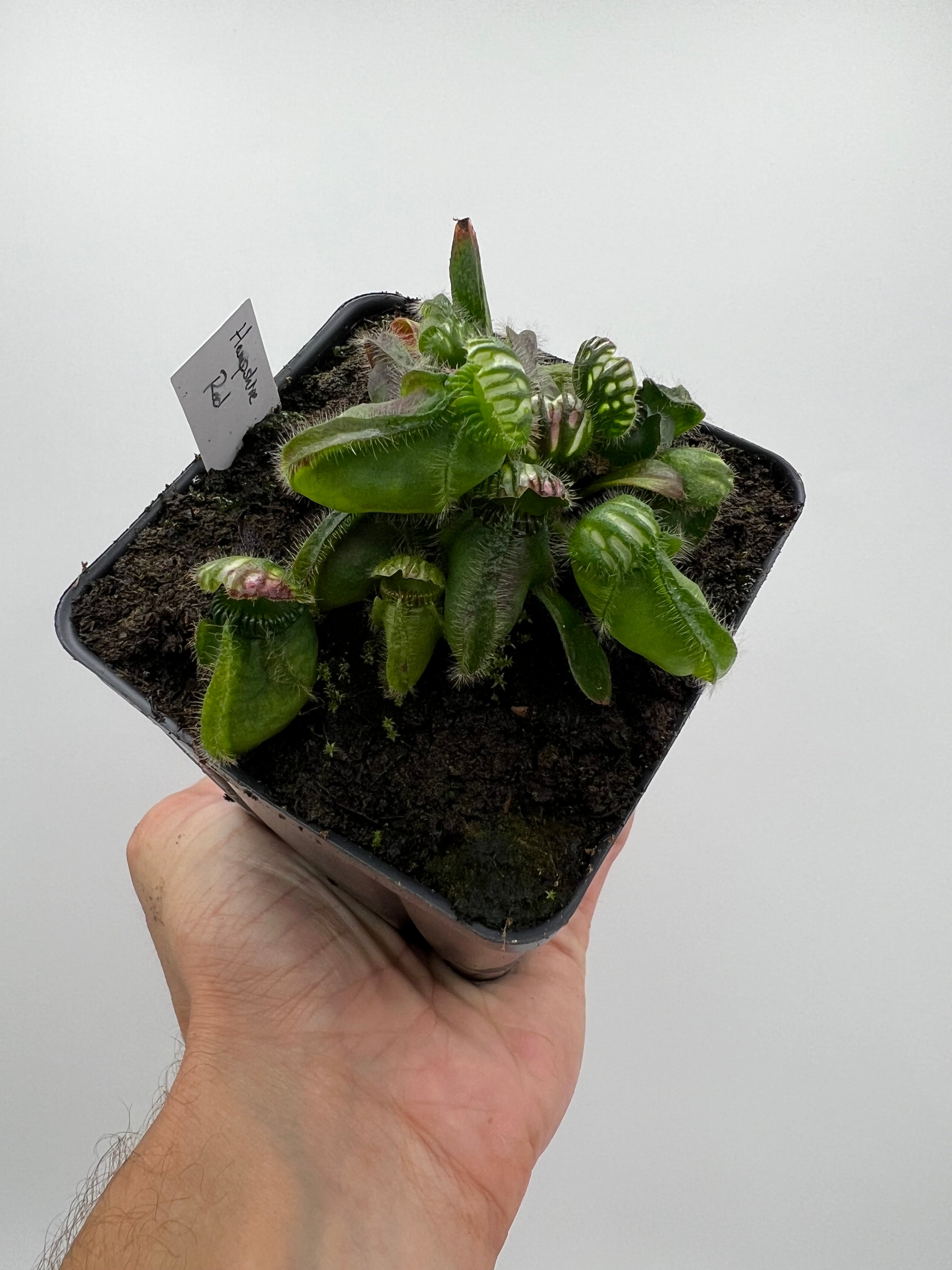 Cephalotus follicularis HMZ×SOHG Cephalotus follicularis “Hampshire Red” – Little Carnivores