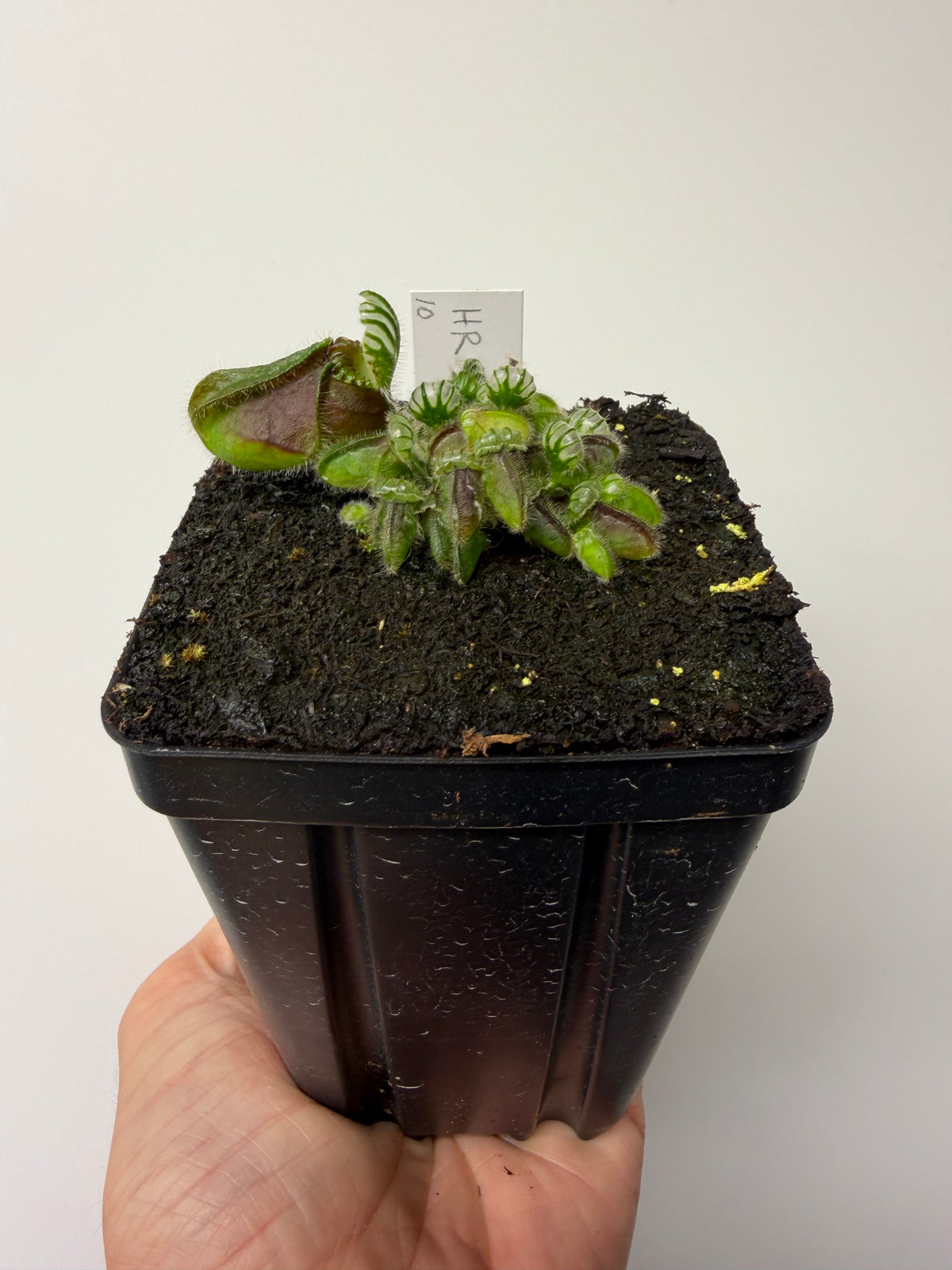 Cephalotus follicularis “Hampshire Red” #10