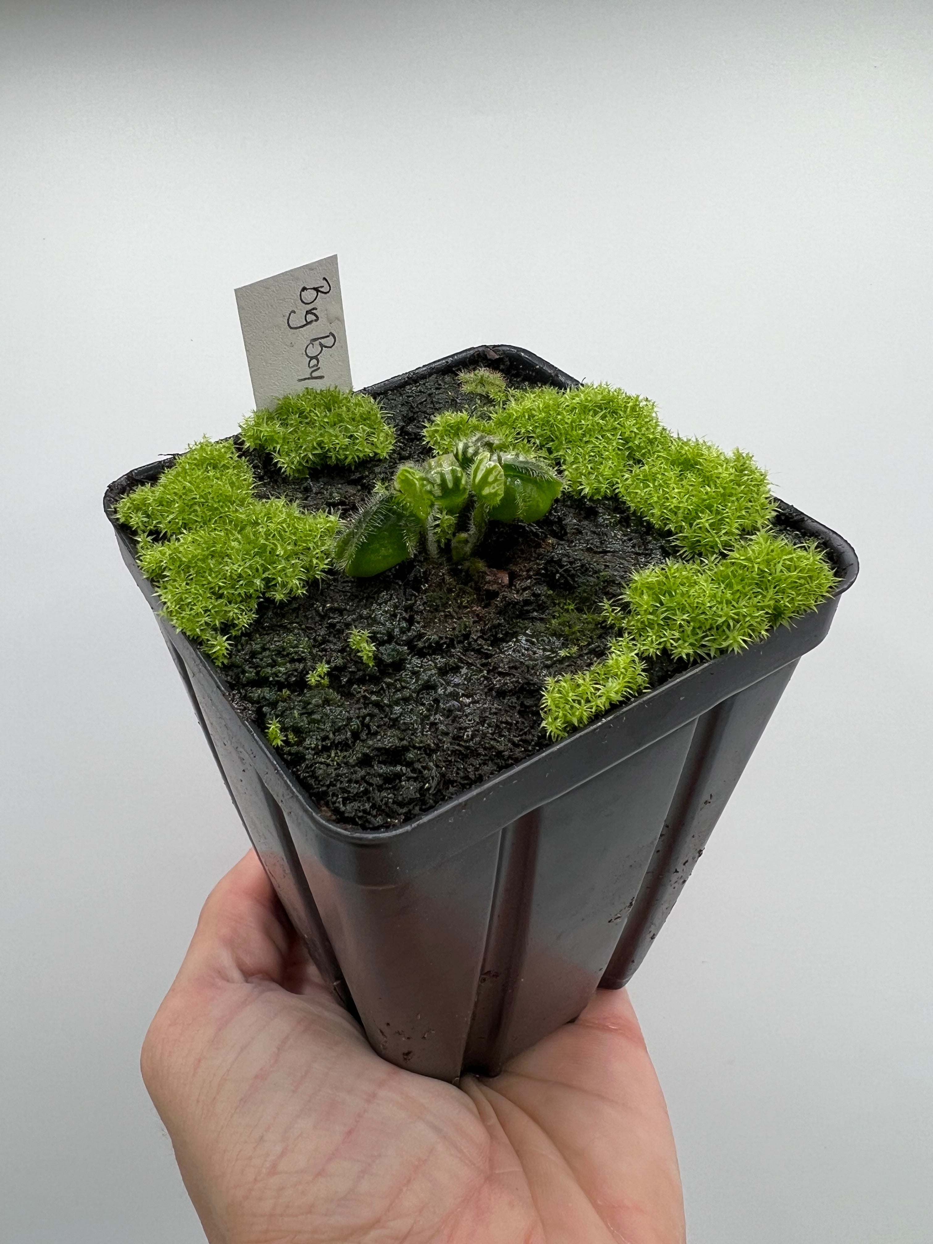 Cephalotus follicularis “Big Boy” – Little Carnivores