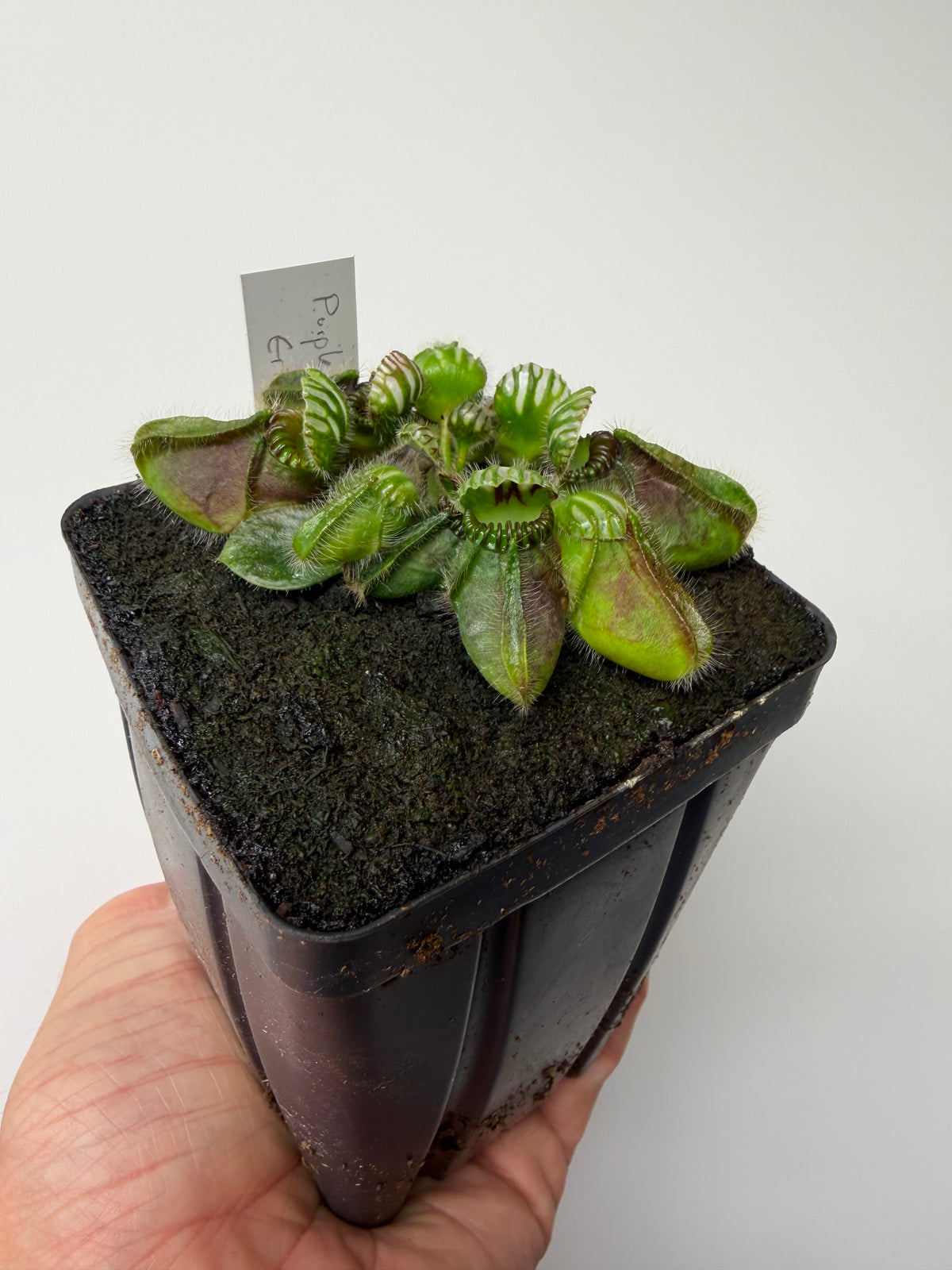 Cephalotus follicularis “Purple/Black” - Eric Smooth #2