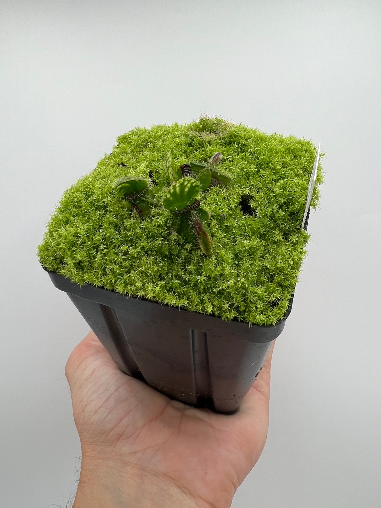 Cephalotus follicularis “Harald Weiner Giant” (aka True Giant) - *Rare*