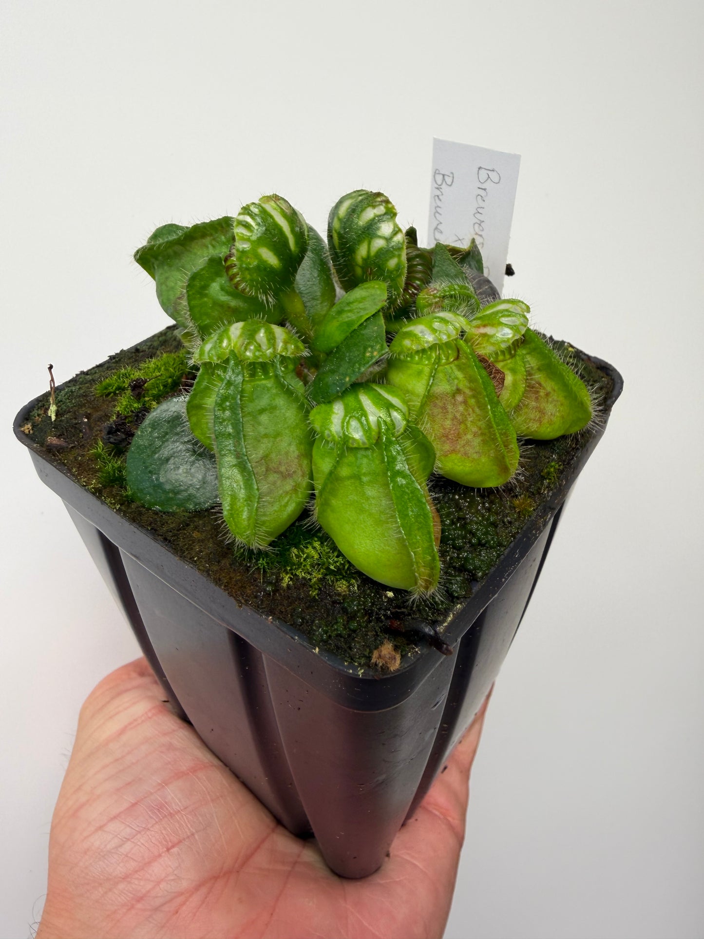Cephalotus follicularis “Brewers Beauty” x “Brewers”