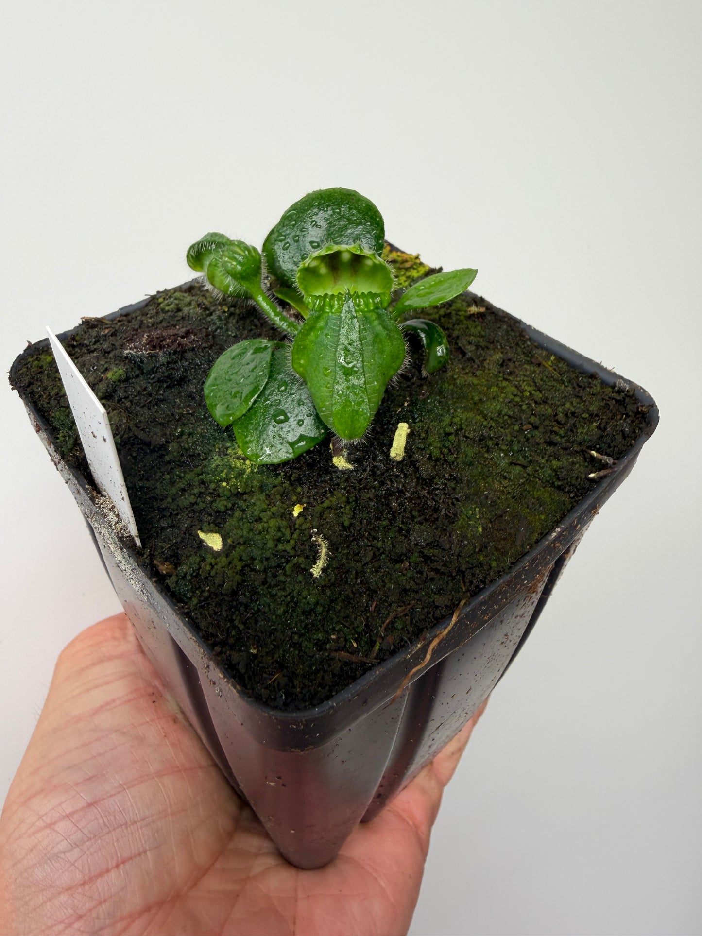 Cephalotus follicularis “UC Davis”