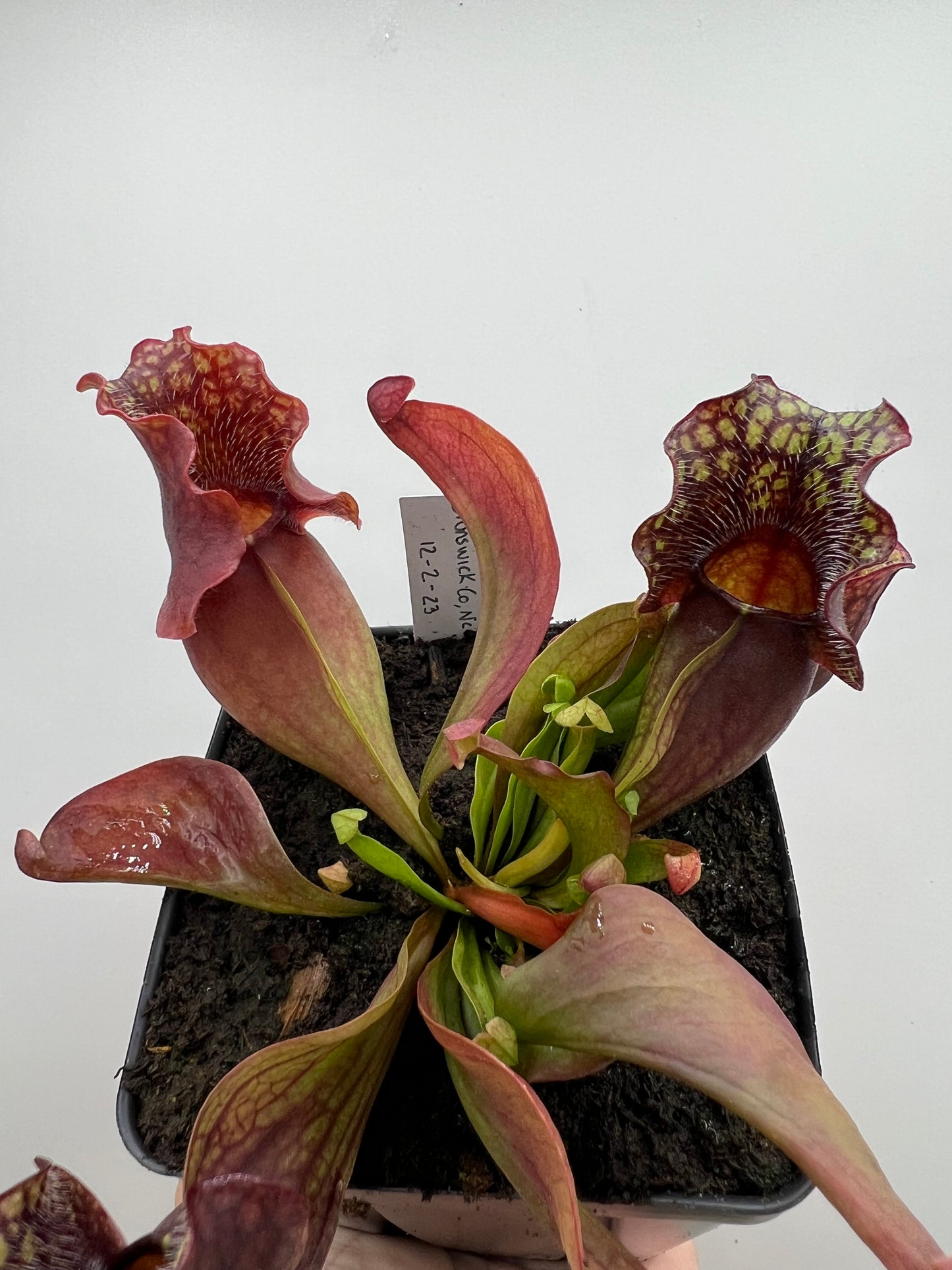 Sarracenia purpurea ssp. venosa (Brunswick Co, NC x Carteret Co, NC)  - Seed Grown #1