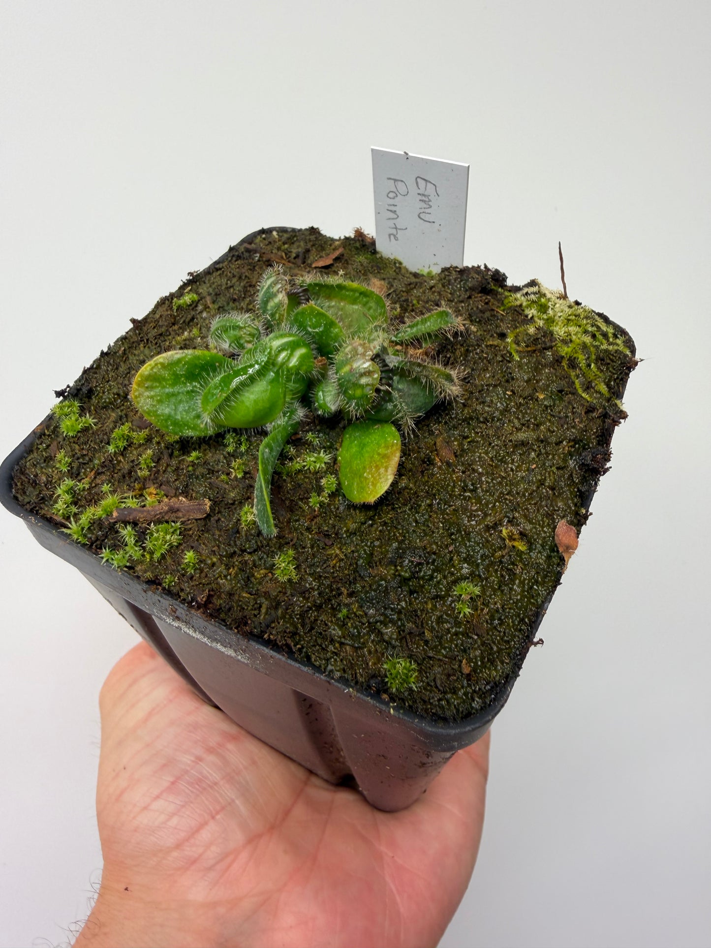 Cephalotus follicularis “Emu Pointe”
