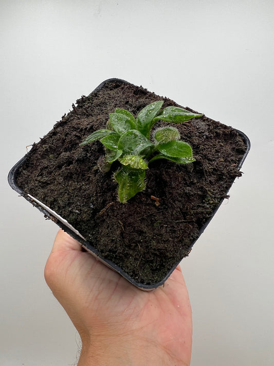 Cephalotus follicularis “Hampshire Red”
