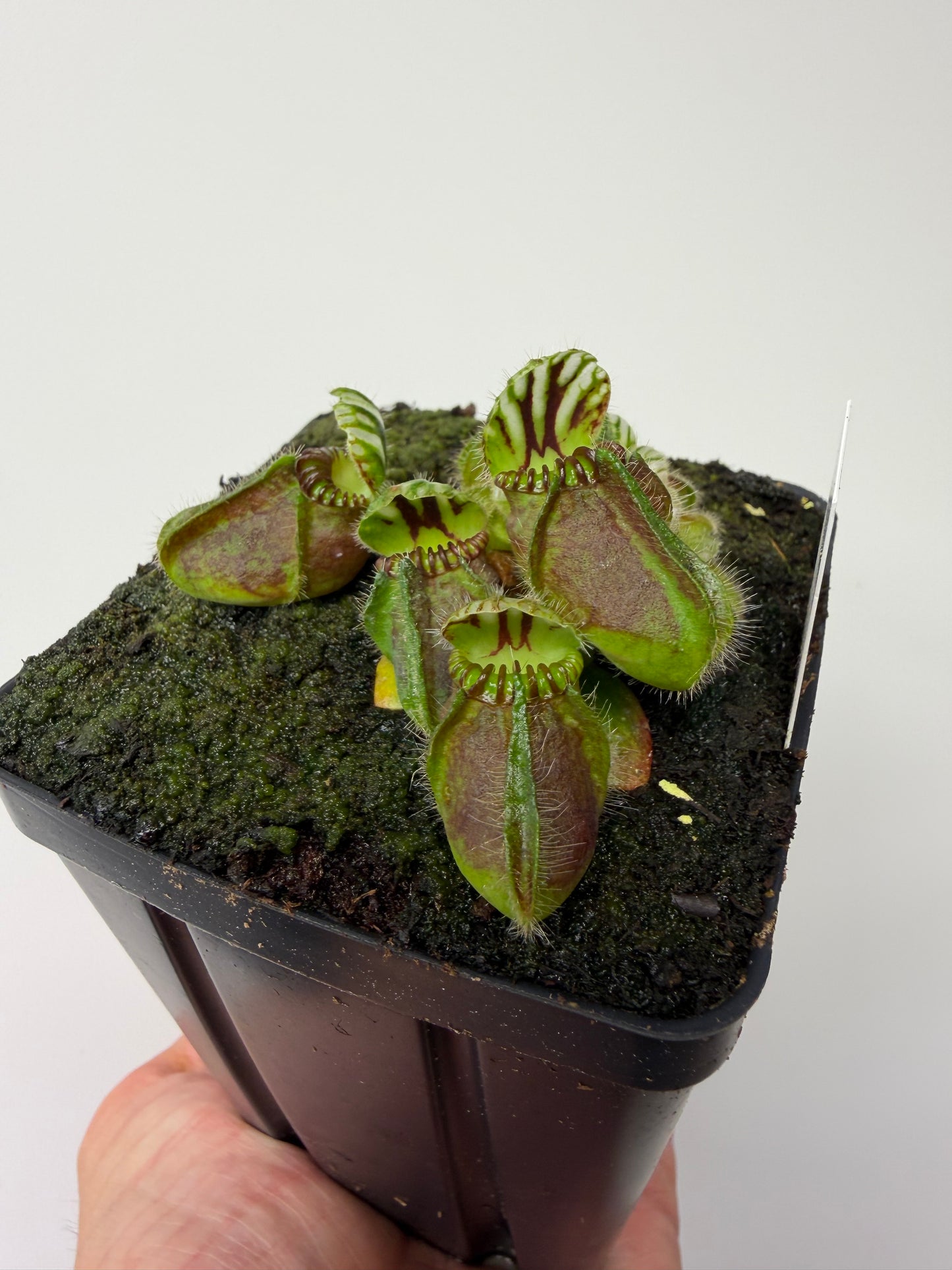 Cephalotus follicularis “Hampshire Red”